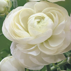 Ranunculus Tomer White (Spring)