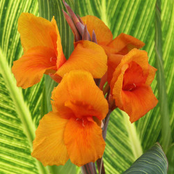 The bright orange flowers of canna Pretoria with this tropical plant's green and yellow striped leaves in the background.