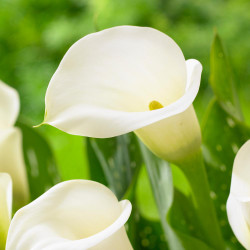 Calla lily Crystal Clear, showing the shapely, pure white flowers.