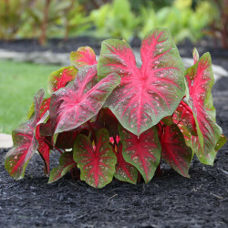 Caladium Red Flash growing in a sunny summer garden, displaying its brilliant red foliage.