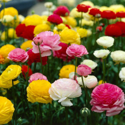 A mixed bed of ranunculus blooming in a spring garden, featuring flowers in colors of white, yellow, red and pink.