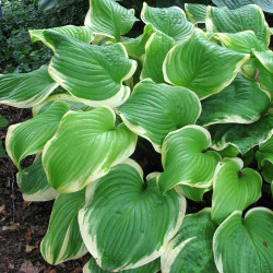 Hosta Large Leaf Fragrant Bouquet