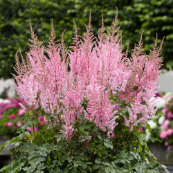 Astilbe Chinensis Mighty Pip