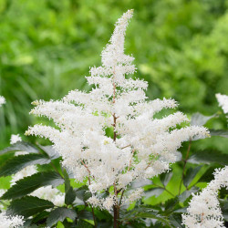 Astilbe Chinensis Rock and Roll