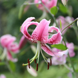 Side view of species lily Black Beauty blooming in a late summer garden, displaying hot pink flowers with recurved petals and dark red freckles.