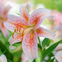 White and coral pink Oriental lily Salmon Star blooming in a flower garden.