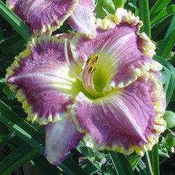 Daylily Bestseller