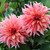 Decorative dahlia Labyrinth, featuring two large blossoms with long, frilly petals in shades of peach, pale pink and rose.