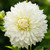 Dinnerplate dahlia Fleurel, showing this flower's large size and pure white color.