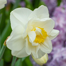 Side view of one blossom of double daffodil White Lion, showing the lush, creamy white petals and frilly yellow center of this classic spring-blooming narcissus.