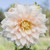 Dinnerplate dahlia Breakout, showing a single flower with cream and pale pink petals and a pale yellow center.