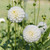 The white ball dahlia Petra's Wedding, showing two flower heads on a plant that is growing in a  garden.