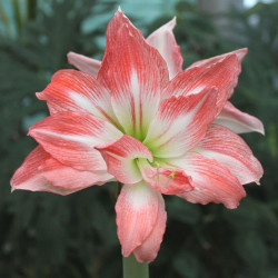 Amaryllis Giant Amadeus, showing how the white and red flowers deepen in color as the blossoms mature.