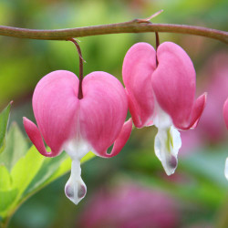 Dicentra Spectabilis