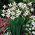 The fragrant white flowers of Acidanthera bicolor blooming in a summer garden