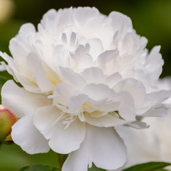 Peony Lactiflora Duchess de Nemours (Spring)