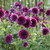 A large garden bed filled with dozens of Thomas Edison dinnerplate dahlias, a robust heirloom variety with plum-purple flowers.