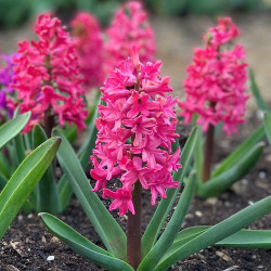 The hot pink flowers of Hyacinth orientalis Jan Bos blooming in a spring garden.