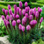 Liatris spicata blooming in a garden, displaying the purple, bottlebrush flowers of this North American native plant.