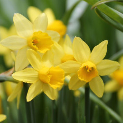 Close up of the bright yellow flowers of miniature daffodil Tete a Tete, an early-blooming Cyclamineus narcissus.