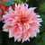 A single blossom of the decorative dahlia Labyrinth, showing this variety's long, gently twisting petals in hues of peach, pale pink and rose.