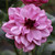 One blossom of decorative dahlia Creme de Cassis, showing the flower's soft pink petals with raspberry reverse and burgundy center.