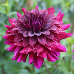 Side view of the decorative dahlia Rip City after a rain shower, showing a single flower and how the colors change from deep maroon in the center, to violet-pink on the outer petals.