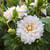 Several flowers of the cream and pale pink dinnerplate dahlia Breakout, growing on a plant in a flower garden.