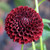 One blossom of the ball dahlia Jowey Mirella, showing this variety's tightly coiled petals, perfectly round shape and deep, burgundy and maroon color.