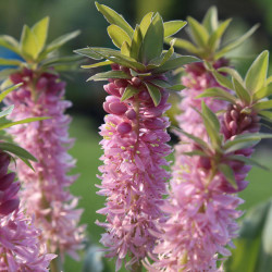 The deep pink flowers of eucomis Nani, a dwarf pineapple lily.