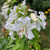 Oriental lily Casa Blanca in a summer garden, displaying many large, pure white flowers with contrasting orange stamens.