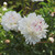 Peony Lactiflora Festiva Maxima (Spring)