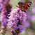 A butterfly feeding on the purple flower of Liatris spicata, commonly known as Blazing Star.