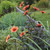 Single dahlia HS Date growing in a perennial garden, showing the plant's dark foliage and daisy like flowers with peach and orange petals.