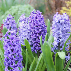 Hyacinth mix Shades of Blue blooming in an early spring garden, featuring flower colors that include lavender and purple.