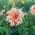 Decorative dahlia Labyrinth growing in a garden, featuring a large blossom with long twisting petals in hues of cream, peach, pale pink and rose.