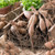 Clumps of dahlia tubers in a wooden tray showing how each clump has tubers, a stem and multiple sprouts.