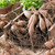 Clumps of dahlia tubers in a low wooden tray, showing how each clump includes a neck, tubers and sprouts that will grow into a healthy plant.