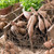 Clumps of dahlia tubers in a rustic wooden crate, showing how each set of tubes has a stem, neck and sprouts.