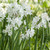 The fragrant white flowers of Ziva paperwhite narcissus in full bloom.