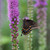 A butterfly feeding on the purple flowers of Liatris spicata, a North American native plant commonly known as Blazing Star.