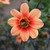 One peach and orange flower of single dahlia HS Date, with a honeybee foraging on the blossom's pollen-rich center.