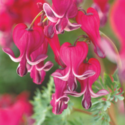 Dicentra Formosa Burning Hearts