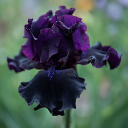 The dramatic, purple-black flower of tall bearded iris Ozark Rebounder.