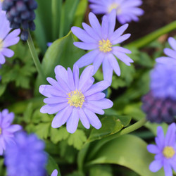 Anemone Blanda Blue Shades