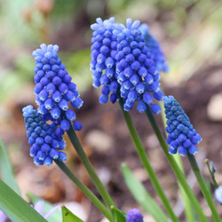 Muscari Armeniacum