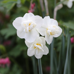 Daffodil Double Cheerfulness