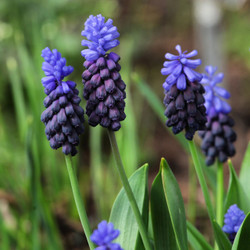 Muscari Latifolium