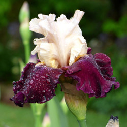 The flower of tall bearded iris Twist of Sheree, featuring velvety maroon falls and ruffled ivory standards.