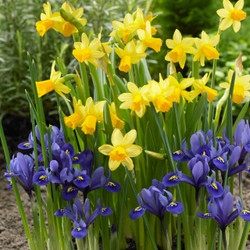 A sweet combination of two petite, early spring bloomers. Includes cobalt-blue Iris reticulata, and canary yellow daffodil Tete a Tete.